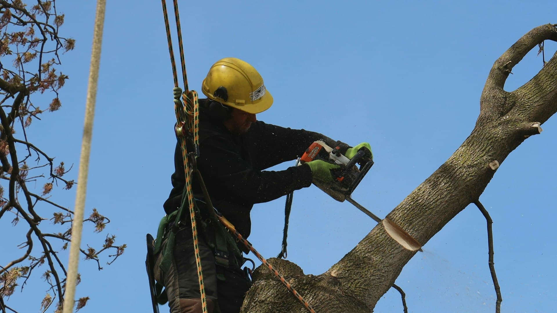 Élagueur harnaché coupant une branche à la tronçonneuse en haut d’un arbre