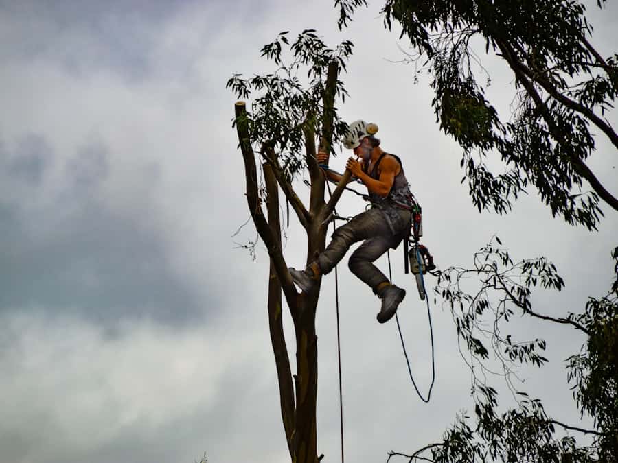 Élagueur suspendu à ses cordes en haut d’un arbre lors d’un démontage