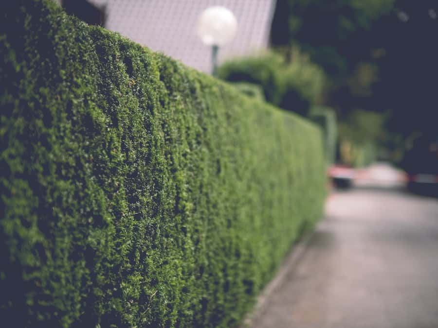 Longue haie de troènes fraîchement taillée bordant une allée