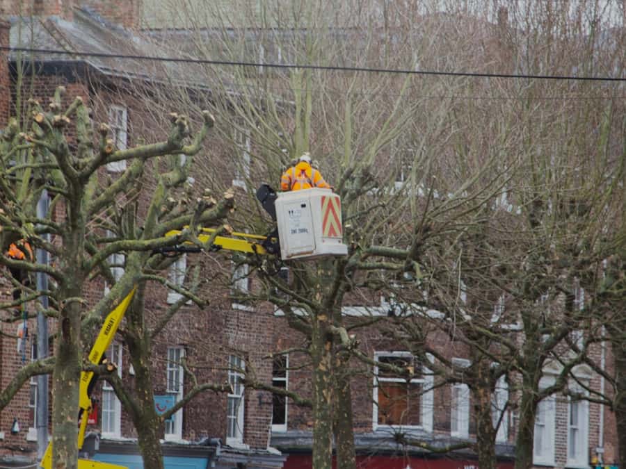 Taille d’un alignement de platanes en nacelle élévatrice le long d’une rue