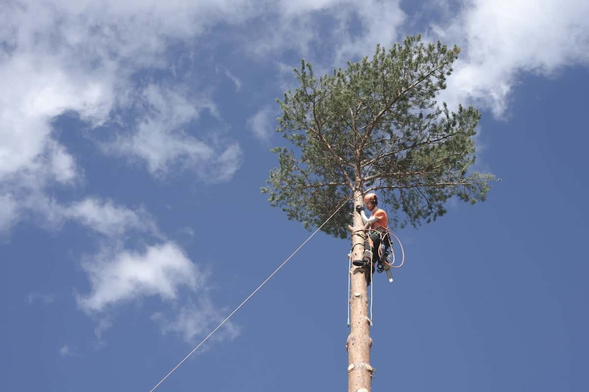 Démontage d’un grand pin par sections, l’élagueur travaillant en tête d’arbre sur cordes