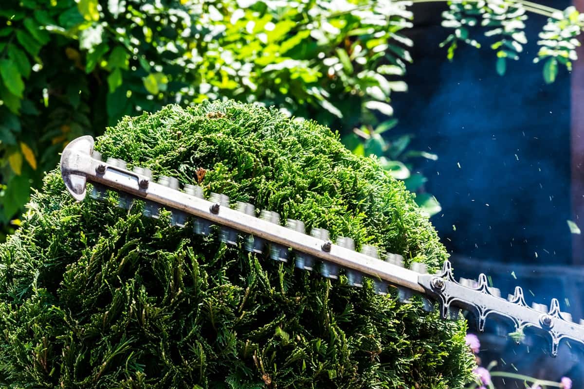 Taille au taille-haie thermique d’un massif de conifères