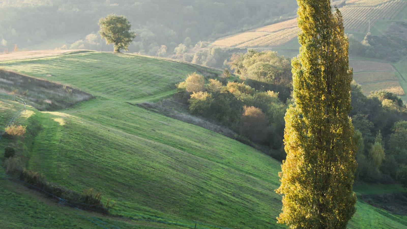 Coteaux et bosquets de la campagne du Centre-Val de Loire au petit matin